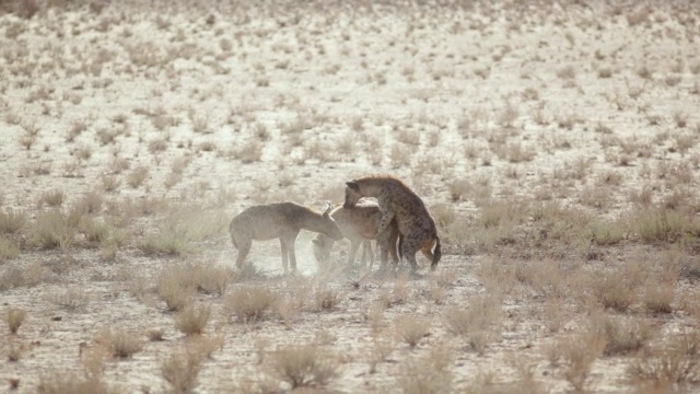 展示社会等级行为的褐斑鬣狗的WS照片/ Kgalagadi越界公园，北开普，南非视频下载