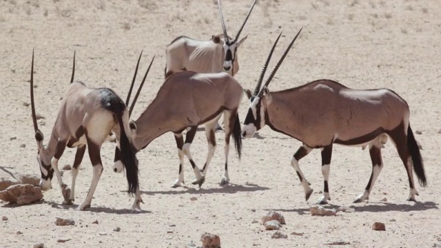 拍摄大羚羊(大羚羊)在水坑战斗和显示优势/ Kgalagadi越界公园，北开普，南非视频下载