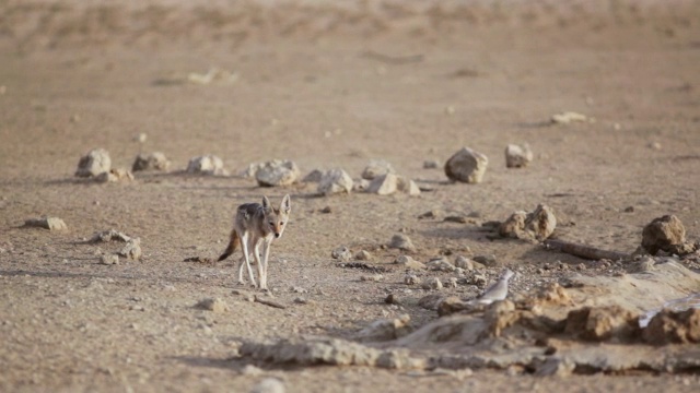 拍摄于南非北开普Kgalagadi越界公园的水坑黑背豺狼视频下载