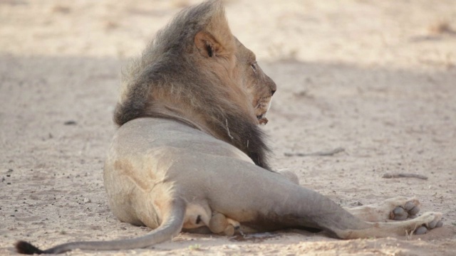 雄狮躺着撒尿/卡拉加迪越境公园，北开普，南非视频下载