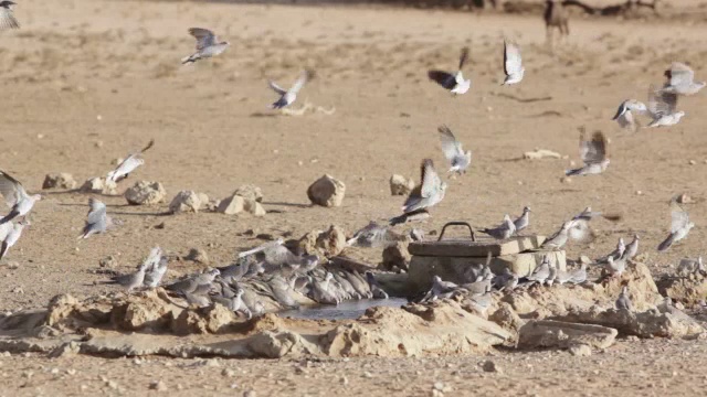 MS拍摄的鸽子在水塘/卡拉加迪越境公园，北开普，南非视频下载