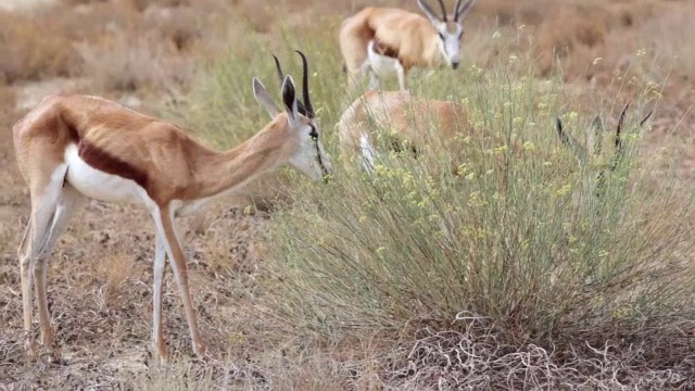 跳羚在花丛中觅食/ Kgalagadi越境公园，北开普，南非视频下载