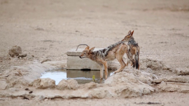 拍摄于南非北角Kgalagadi越界公园的饮用水坑视频下载