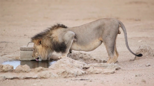 MS拍摄的狮子在水坑/ Kgalagadi越境公园，北开普，南非视频下载
