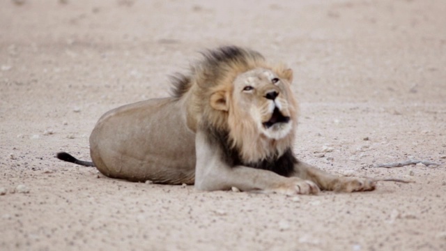 南非北开普Kgalagadi越境公园，狮子在水坑边喝水，然后躺下来吼叫视频下载