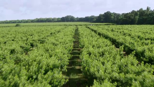 皮尔森桃子农场/堡谷，美国乔治亚州的WS空中视角视频下载