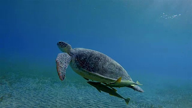 绿海龟和鮣鱼在海草床上游泳/马萨阿拉姆视频素材