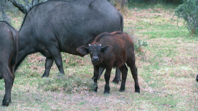 非洲水牛(Syncerus caffer)放牧/阿多大象国家公园，东开普省，南非视频下载