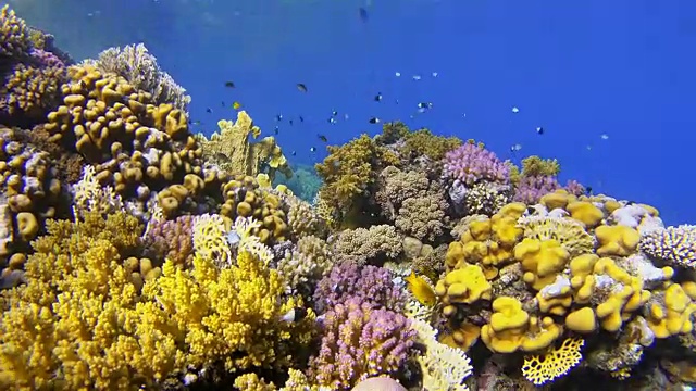 珊瑚礁与许多小型热带鱼在慢镜头视频素材