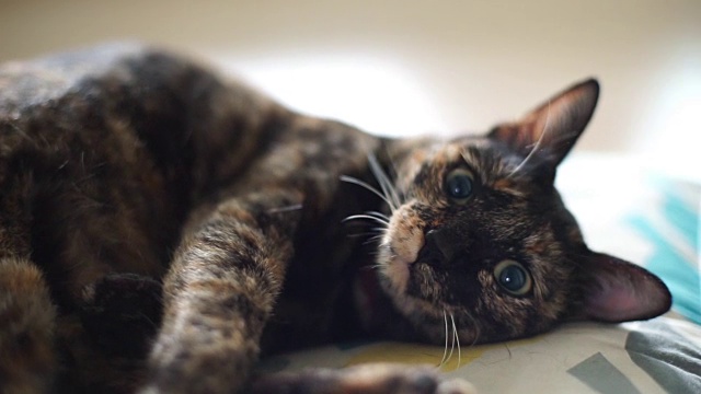 躺在垫子上的猫视频下载