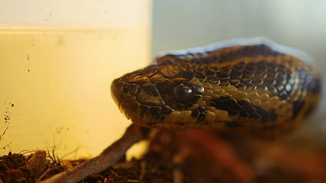 蛇发出嘶嘶的舌头，近距离的慢动作视频素材