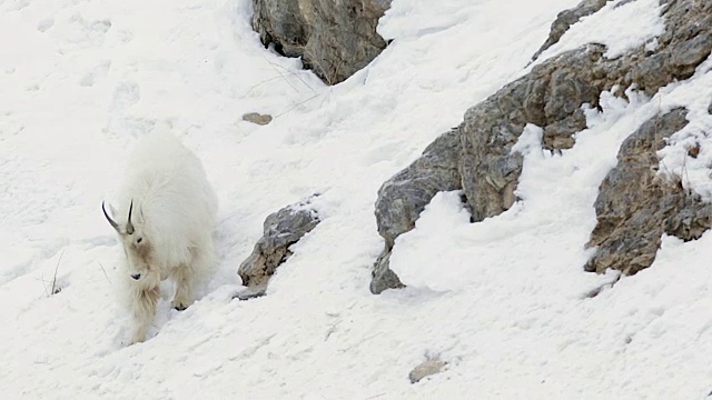 MS/SLOMO拍摄到一只巨大的岩石山山羊(Oreamnos americanus)走下一个被雪覆盖的陡峭悬崖视频下载