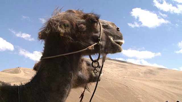 骆驼骑在戈壁沙漠的边缘视频下载