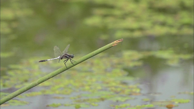 一只青蛙没能抓住一只蜻蜓视频下载