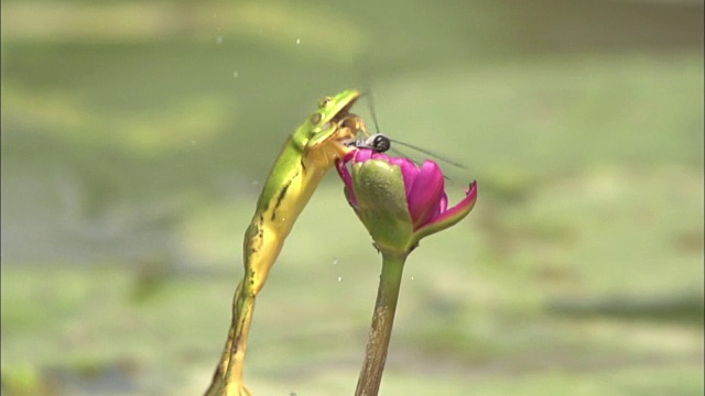 青蛙抓住舌头黏糊糊的蜻蜓视频下载