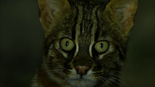 夜钓猫(Prionailurus viverrinus)的脸视频下载