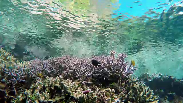 珊瑚礁和鱼群视频下载