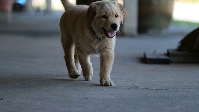 一只可爱的小狗在镜头后奔跑的慢动作镜头视频素材
