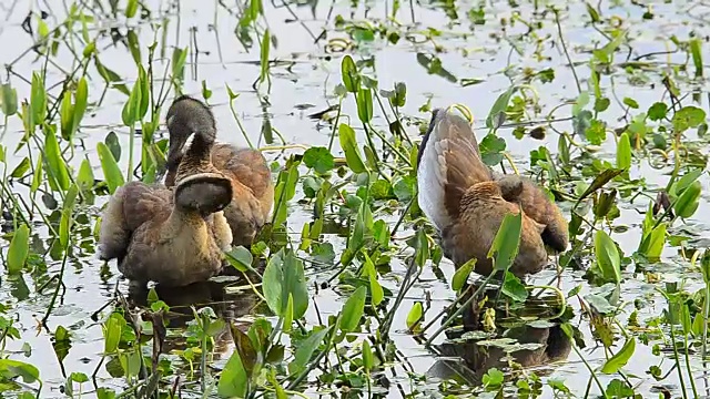 三只未成熟的黑腹鸣叫鸭子正在梳理羽毛视频下载