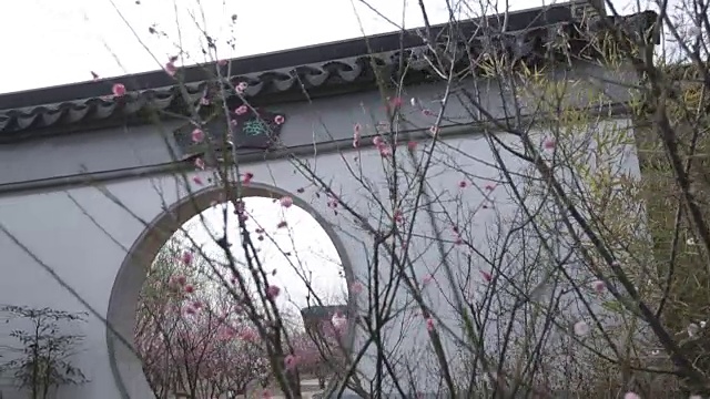 春天的花园视频下载
