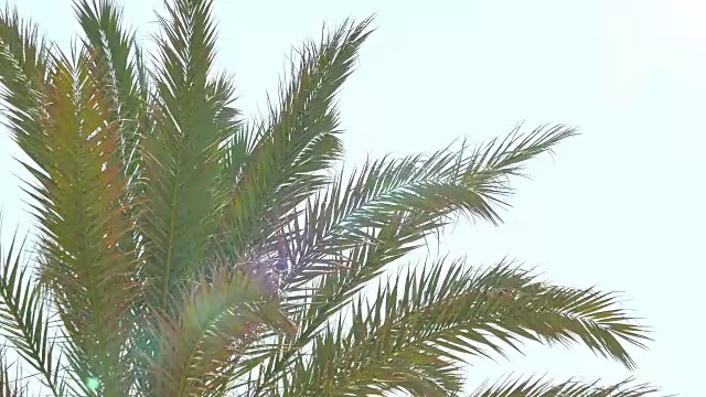 蓝色天空上的棕榈树视频，4K格式视频下载