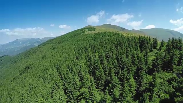 美丽的松树和山丘，鸟瞰图视频素材