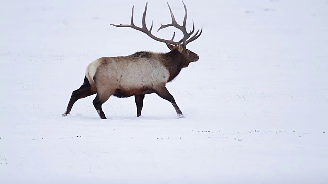 一个巨大的鹿角公麋鹿(加拿大鹿)站在新雪视频下载