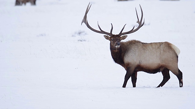 一个巨大的鹿角公麋鹿(加拿大鹿)在新雪中小跑的MS镜头视频素材