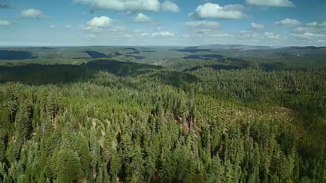 广阔的森林景观在加利福尼亚视频素材