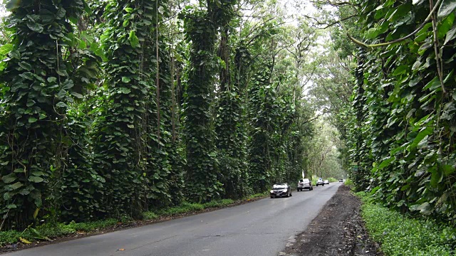夏威夷考艾岛在风景棕榈树高速公路上行驶的汽车沿着夏威夷风景高速公路4K视频素材