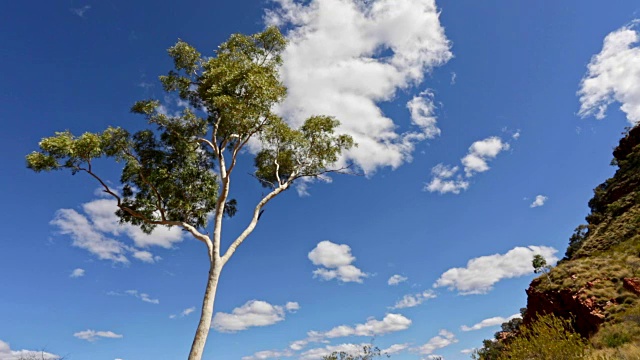 桉树，澳大利亚北部领土视频素材