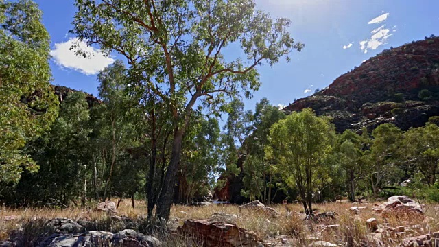 澳大利亚Waterhole Northern Territory的一棵桉树视频素材