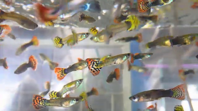 五颜六色的鱼，孔雀鱼在游泳视频下载