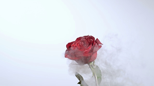 SLO MO冰冻红玫瑰爆炸视频素材