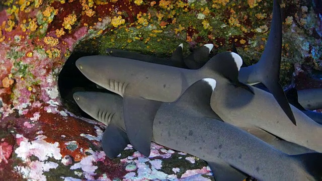 洞穴里的一群白鳍鲨视频下载