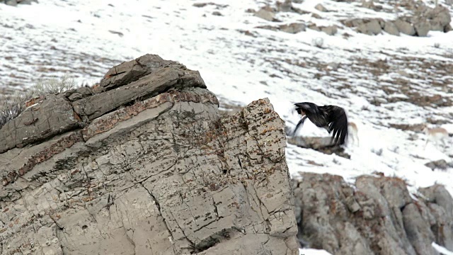 WS/SLOMO拍摄的一只未成熟的白头鹰(Haliaeetus leucocephalus)从悬崖上飞下来，背景是叉角羚视频下载