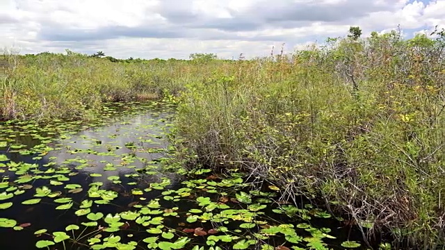 佛罗里达南部的大沼泽地国家公园的沼泽和睡莲视频素材