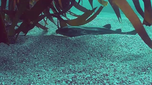 条纹睡衣裤的鲨鱼视频素材
