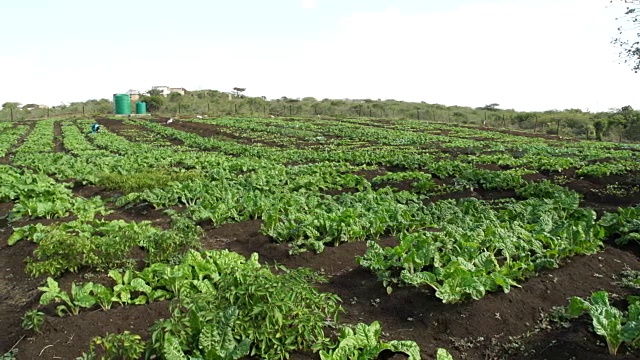 南非夸祖鲁-纳塔尔省农场上的MS植物视频下载