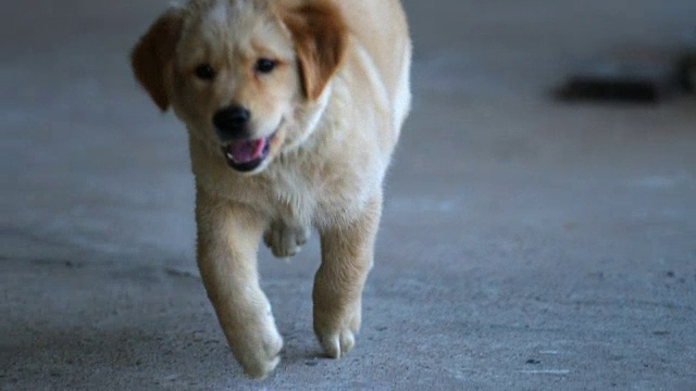 一只可爱的小狗在镜头后奔跑的慢动作镜头视频素材