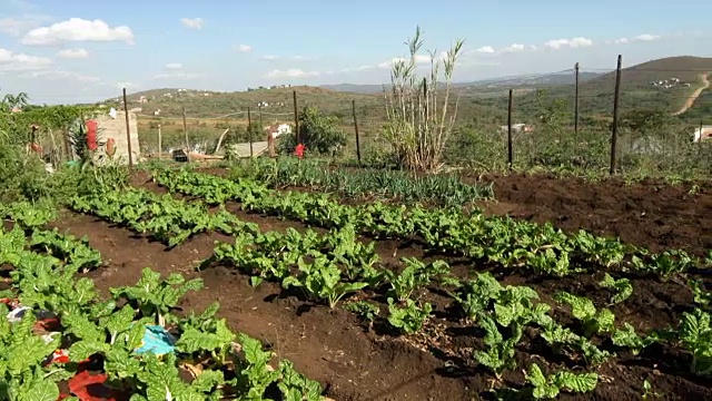 南非夸祖鲁-纳塔尔省的LS农场视频下载