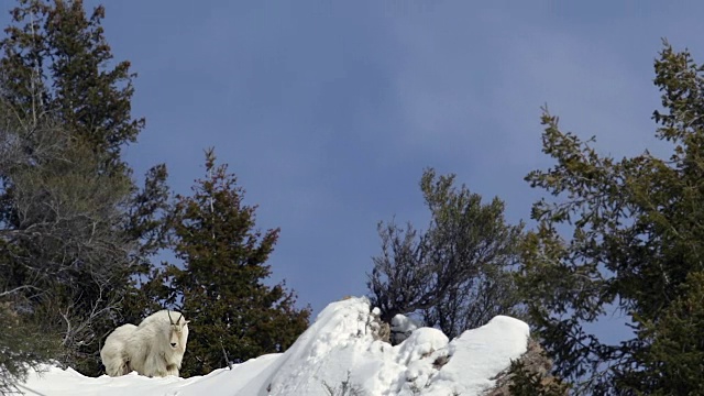 WS拍摄的一个大的雄性岩石山山羊(Oreamnos americanus)在一个被雪覆盖的山脊上视频下载