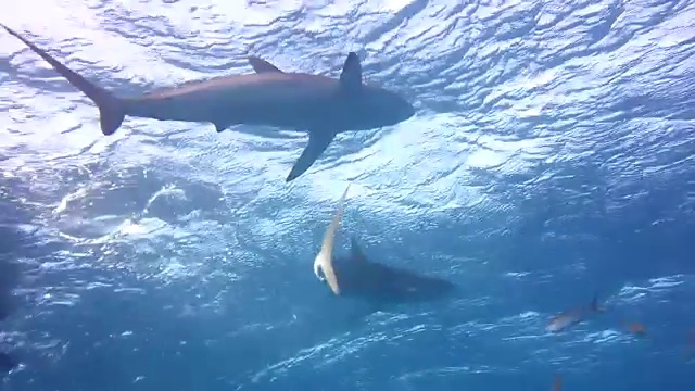 海面上的丝鲨视频素材