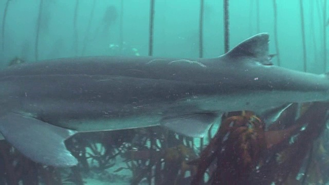 七鳃鲨和海藻森林视频素材