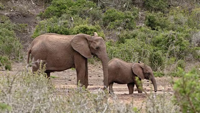照顾非洲象-母亲和雄性幼象在水坑视频素材