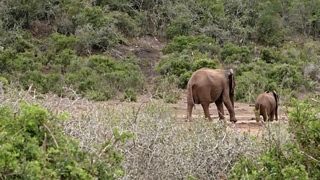 非洲象-父亲，母亲和雄性幼象在水坑视频素材