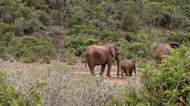 非洲象家族——由4头大象组成的一组视频素材