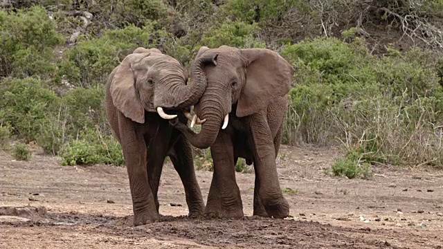 同情的非洲象——两只年轻的公象依偎在一起视频素材