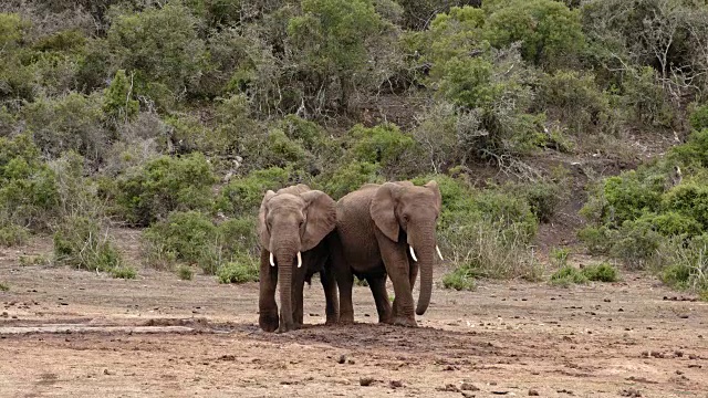 非洲象——两只年轻的公象肩并肩视频素材