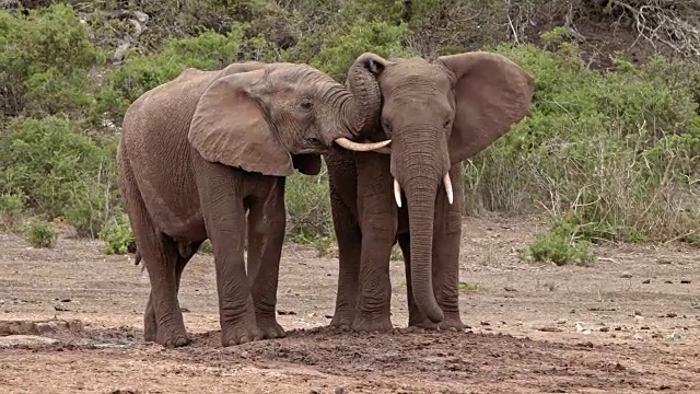 非洲象正在接吻——两只年轻的公象——长牙——并排玩耍视频下载